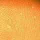 Illustration for article titled Microscope Image Or Alien Planet -- Can You Tell The Difference?